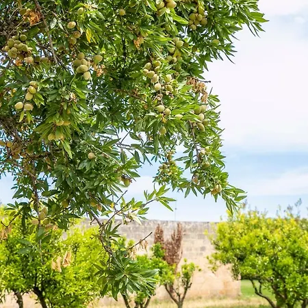 Masseria Baroni Nuovi * Brindisi