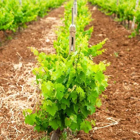 Masseria Baroni Nuovi Vakantieboerderij *