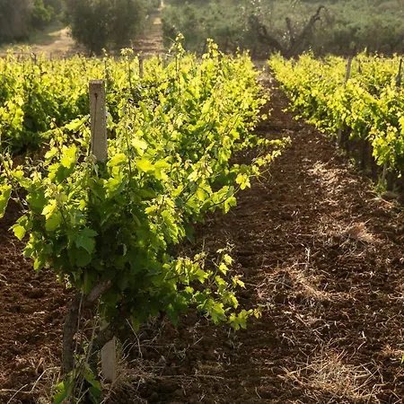 Alloggio per agriturismo Masseria Baroni Nuovi *