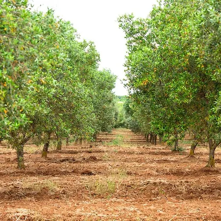 Masseria Baroni Nuovi * Brindisi